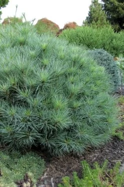 Sea Urchin Miniature Eastern White Pine - 2 Gallon Pot -Shrub Plant Shop pinus strobus sea urchin dwarf eastern white pine 4
