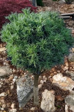 Wiggles Eastern White Pine (Single Trunk Topiary Tree) - 3 Gallon Pot 10 Wiggles Eastern White Pine (Single Trunk Topiary Tree) - 3 Gallon Pot -Shrub Plant Shop pinus strobus wiggles eastern white pine 10