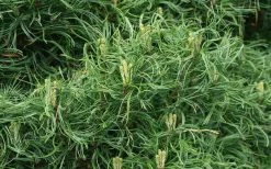 Wiggles Eastern White Pine (Single Trunk Topiary Tree) - 3 Gallon Pot 11 Wiggles Eastern White Pine (Single Trunk Topiary Tree) - 3 Gallon Pot -Shrub Plant Shop pinus strobus wiggles eastern white pine 4