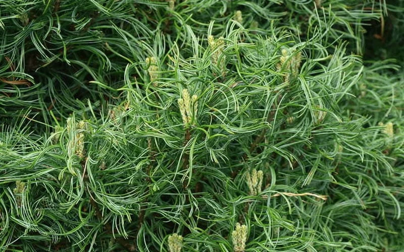 Wiggles Eastern White Pine (Single Trunk Topiary Tree) - 3 Gallon Pot 6 Wiggles Eastern White Pine (Single Trunk Topiary Tree) - 3 Gallon Pot - Image 6