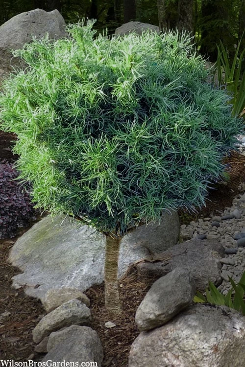 Wiggles Eastern White Pine (Single Trunk Topiary Tree) - 3 Gallon Pot 1 Wiggles Eastern White Pine (Single Trunk Topiary Tree) - 3 Gallon Pot