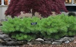 Hillside Creeper Scotch Pine (Pinus Sylvestris) - 3 Gallon Pot 11 Hillside Creeper Scotch Pine (Pinus Sylvestris) - 3 Gallon Pot -Shrub Plant Shop pinus sylvestris hillside creeper 3