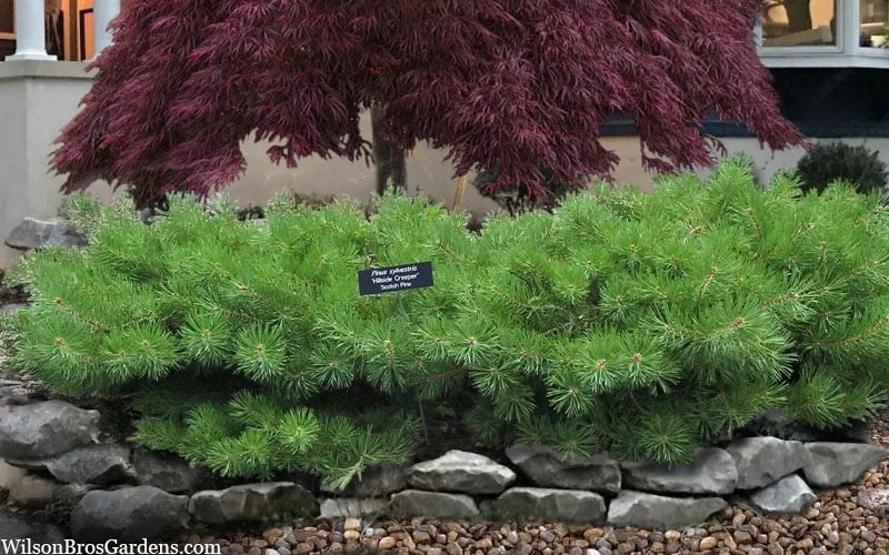 Hillside Creeper Scotch Pine (Pinus Sylvestris) - 3 Gallon Pot 5 Hillside Creeper Scotch Pine (Pinus Sylvestris) - 3 Gallon Pot - Image 5