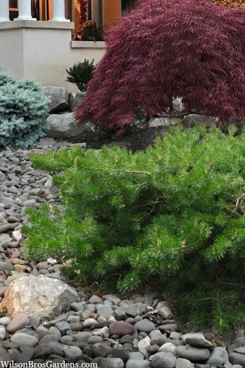 Hillside Creeper Scotch Pine (Pinus Sylvestris) - 3 Gallon Pot 7 Hillside Creeper Scotch Pine (Pinus Sylvestris) - 3 Gallon Pot - Image 7