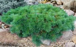 Hillside Creeper Scotch Pine (Pinus Sylvestris) - 3 Gallon Pot 12 Hillside Creeper Scotch Pine (Pinus Sylvestris) - 3 Gallon Pot -Shrub Plant Shop pinus sylvestris hillside creeper 5