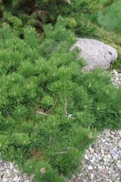 Hillside Creeper Scotch Pine (Pinus Sylvestris) - 3 Gallon Pot