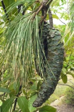 Zebrina Himalayan Pine (Pinus Wallichiana) - 5 Gallon Pot -Shrub Plant Shop pinus wallichiana zebrina himalayan pine 10