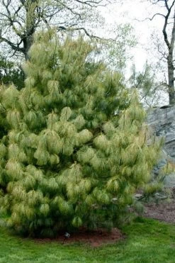 Zebrina Himalayan Pine (Pinus Wallichiana) - 5 Gallon Pot -Shrub Plant Shop pinus wallichiana zebrina himalayan pine 13