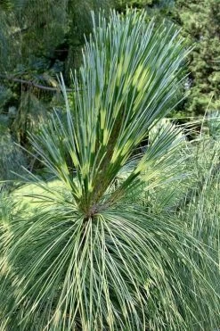 Zebrina Himalayan Pine (Pinus Wallichiana) - 5 Gallon Pot -Shrub Plant Shop pinus wallichiana zebrina himalayan pine 2