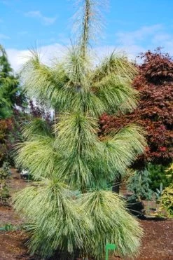 Zebrina Himalayan Pine (Pinus Wallichiana) - 5 Gallon Pot -Shrub Plant Shop pinus wallichiana zebrina himalayan pine 4