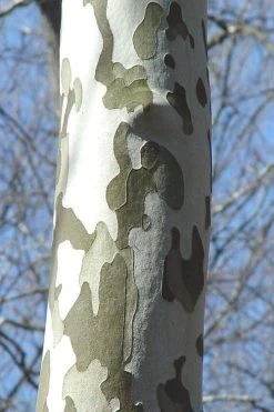 American Sycamore Tree - 3 Pack Of 1.5 Quart Pots -Shrub Plant Shop platanus occidentalis american sycamore tree 1