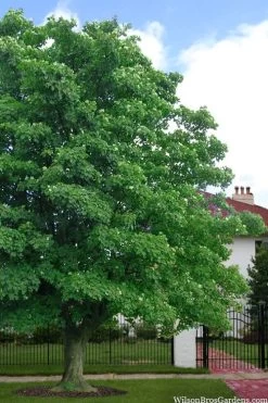 American Sycamore Tree - 3 Pack Of 1.5 Quart Pots -Shrub Plant Shop platanus occidentalis american sycamore tree 4