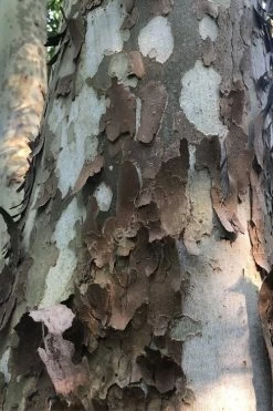 American Sycamore Tree - 3 Pack Of 1.5 Quart Pots -Shrub Plant Shop platanus occidentalis american sycamore tree 6