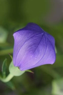 Pop Star Blue Balloon Flower (Platycodon) - 1 Gallon Pot -Shrub Plant Shop platycodon pop star blue balloon flower 2