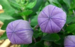 Pop Star Blue Balloon Flower (Platycodon) - 1 Gallon Pot -Shrub Plant Shop platycodon pop star blue balloon flower 4
