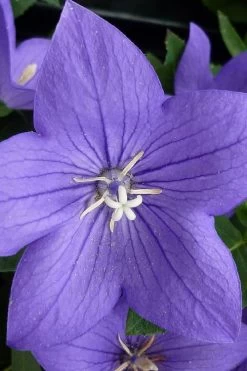 Pop Star Blue Balloon Flower (Platycodon) - 1 Gallon Pot -Shrub Plant Shop platycodon pop star blue balloon flower 5