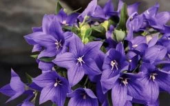Pop Star Blue Balloon Flower (Platycodon) - 1 Gallon Pot -Shrub Plant Shop platycodon pop star blue balloon flower 8