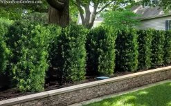 Maki Podocarpus Columnar Yew - 3 Gallon Pot -Shrub Plant Shop podocarpus macrophyllus maki 102