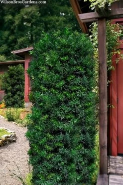 Maki Podocarpus Columnar Yew - 3 Gallon Pot -Shrub Plant Shop podocarpus macrophyllus maki columnar yew 104