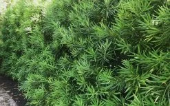 Podocarpus Macrophyllus Upright Yew - 7 Gallon Pot (3-4') -Shrub Plant Shop podocarpus macrophyllus upright yew 105