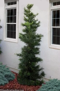 Maki Podocarpus Columnar Yew - 3 Gallon Pot -Shrub Plant Shop podocarpus maki yew 1