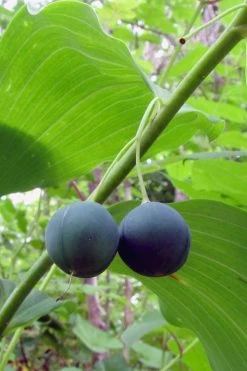 Jinguji Red Stem Solomon's Seal (Polygonatum) - 1 Gallon Pot 11 Jinguji Red Stem Solomon's Seal (Polygonatum) - 1 Gallon Pot -Shrub Plant Shop polygonatum biflorum solomons seal 15