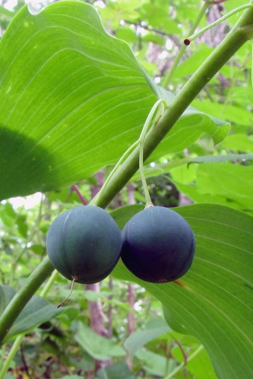 Jinguji Red Stem Solomon's Seal (Polygonatum) - 1 Gallon Pot 6 Jinguji Red Stem Solomon's Seal (Polygonatum) - 1 Gallon Pot - Image 6