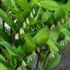 Jinguji Red Stem Solomon's Seal (Polygonatum) - 1 Gallon Pot
