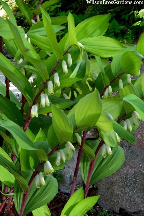 Jinguji Red Stem Solomon's Seal (Polygonatum) - 1 Gallon Pot 1 Jinguji Red Stem Solomon's Seal (Polygonatum) - 1 Gallon Pot