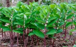 Jinguji Red Stem Solomon's Seal (Polygonatum) - 1 Gallon Pot 9 Jinguji Red Stem Solomon's Seal (Polygonatum) - 1 Gallon Pot -Shrub Plant Shop polygonatum jinguji solomons seal 3