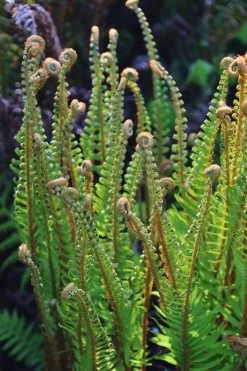 Western Sword Fern (Polystichum Munitum) - 1 Gallon Pot -Shrub Plant Shop polystichum munitum western sword fern 10