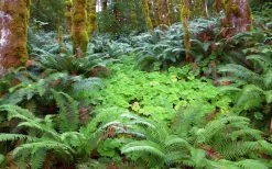 Western Sword Fern (Polystichum Munitum) - 1 Gallon Pot -Shrub Plant Shop polystichum munitum western sword fern 20