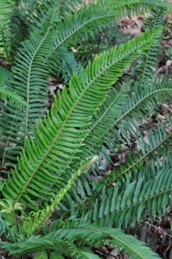Western Sword Fern (Polystichum Munitum) - 1 Gallon Pot -Shrub Plant Shop polystichum munitum western sword fern 5