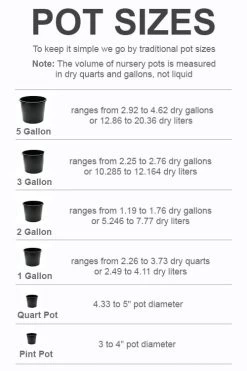 Bernice Evergreen Dogwood Tree (Cornus Angustata) - 2 Gallon Pot -Shrub Plant Shop pot size chart 2022 29