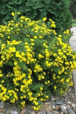 Dakota Sunspot Shrubby Cinquefoil (Potentilla Fruticosa) - 2 Gallon Pot -Shrub Plant Shop potentilla fruticosa dakota sunspot shrubby cinquefoil 2