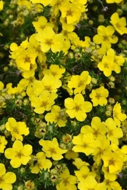 Dakota Sunspot Shrubby Cinquefoil (Potentilla Fruticosa) - 2 Gallon Pot -Shrub Plant Shop potentilla fruticosa dakota sunspot shrubby cinquefoil 3