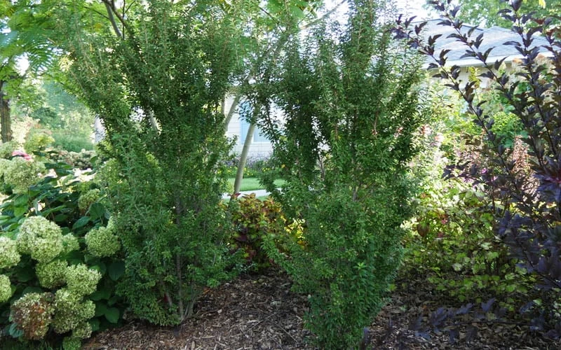 Zuzu Flowering Cherry (Prunus Incisa 'Rinpo') - 3 Gallon Pot 8 Zuzu Flowering Cherry (Prunus Incisa 'Rinpo') - 3 Gallon Pot - Image 8