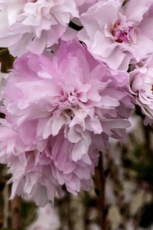 Zuzu Flowering Cherry (Prunus Incisa 'Rinpo') - 3 Gallon Pot 6 Zuzu Flowering Cherry (Prunus Incisa 'Rinpo') - 3 Gallon Pot - Image 6