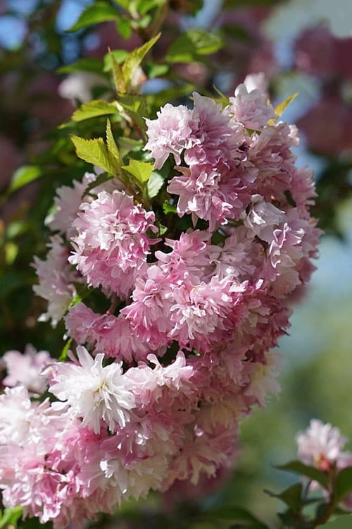 Zuzu Flowering Cherry (Prunus Incisa 'Rinpo') - 3 Gallon Pot 5 Zuzu Flowering Cherry (Prunus Incisa 'Rinpo') - 3 Gallon Pot - Image 5