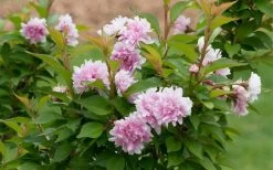 Zuzu Flowering Cherry (Prunus Incisa 'Rinpo') - 5 Gallon Pot -Shrub Plant Shop prunus incisa zuzu flowering cherry 6