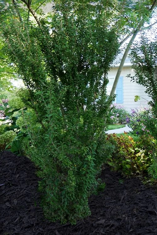 Zuzu Flowering Cherry (Prunus Incisa 'Rinpo') - 3 Gallon Pot 4 Zuzu Flowering Cherry (Prunus Incisa 'Rinpo') - 3 Gallon Pot - Image 4