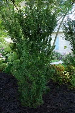 Zuzu Flowering Cherry (Prunus Incisa 'Rinpo') - 5 Gallon Pot -Shrub Plant Shop prunus incisa zuzu flowering cherry 7