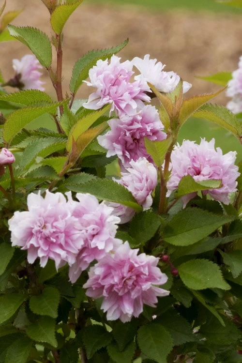 Zuzu Flowering Cherry (Prunus Incisa 'Rinpo') - 3 Gallon Pot 1 Zuzu Flowering Cherry (Prunus Incisa 'Rinpo') - 3 Gallon Pot