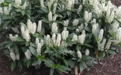 Zabel Laurel (Prunus Laurocersasus 'Zabeliana') - 1 Gallon Pot 9 Zabel Laurel (Prunus Laurocersasus 'Zabeliana') - 1 Gallon Pot -Shrub Plant Shop prunus laurocerasus zabeliana zabel cherry laurel 1