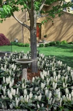 Zabel Laurel (Prunus Laurocersasus 'Zabeliana') - 1 Gallon Pot 8 Zabel Laurel (Prunus Laurocersasus 'Zabeliana') - 1 Gallon Pot -Shrub Plant Shop prunus laurocerasus zabeliana zabel cherry laurel 2