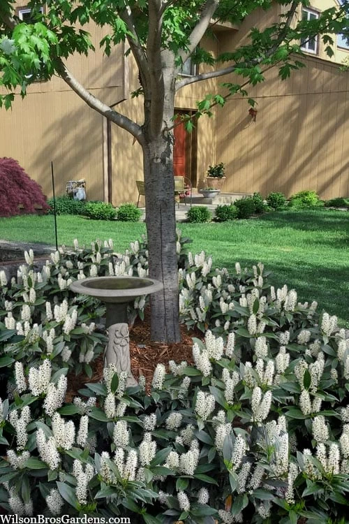 Zabel Laurel (Prunus Laurocersasus 'Zabeliana') - 1 Gallon Pot 4 Zabel Laurel (Prunus Laurocersasus 'Zabeliana') - 1 Gallon Pot - Image 4