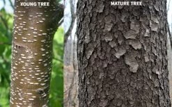 Wild Black Cherry Tree - 3 Gallon Pot -Shrub Plant Shop prunus serotina wild black cherry tree 10