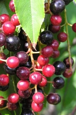 Wild Black Cherry Tree - 3 Gallon Pot -Shrub Plant Shop prunus serotina wild black cherry tree 4