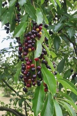 Wild Black Cherry Tree - 3 Gallon Pot -Shrub Plant Shop prunus serotina wild black cherry tree 5