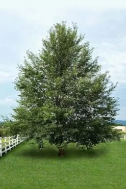 Wild Black Cherry Tree - 3 Gallon Pot -Shrub Plant Shop prunus serotina wild black cherry tree 7